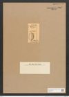 Orthoneis clevei Grun. (de-Toni-Nr.: Genus 41, Species 1914) Zeichnungen Sammlung Grunow Nr. 3800 (NHMW-BOT-W0371477)